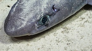 At least 20 new species identified in recently discovered underwater ecosystem