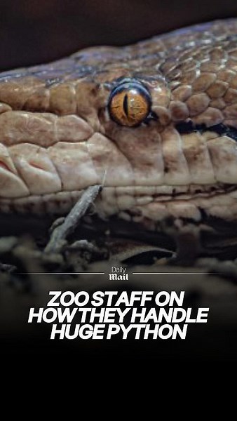 Zoo staff describe how they handle python called 'Jodie Foster'