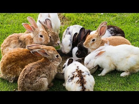 Cute Bunny Moments – Soft, Sweet & Adorable! - Rabbits Videos - Rabbits Sounds