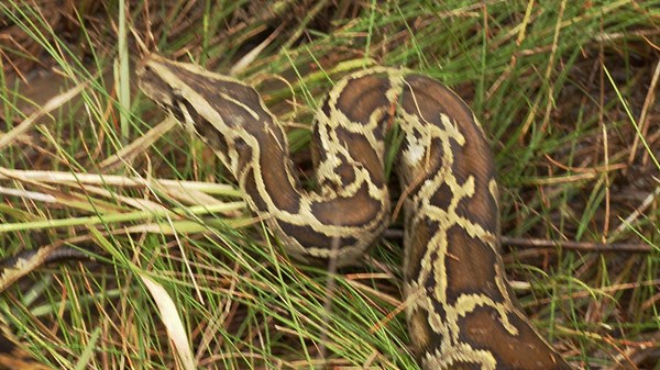 Swamp People: Serpent Invasion Season 2 Episode 1 Skunk Ape Alley