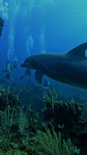 🐬✨ Dive into a dolphin wonderland in Belize! 🌊🤿 Swim alongside these playful creatures as they twirl, leap, and race through crystal-clear waters! Add vibrant reefs, tropical fish, and pure ocean magic—who’s ready to make a splash? 💦🐠💙 #TravelBelize #Belize 📹: @ambergrisdivers | Travel Belize