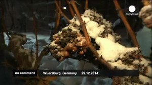 16K views · 259 reactions | Wine-growers started the ice grape harvest in the region of Würzburg on Monday. The most important prerequisite for this are frosty temperatures below-zero degrees. The grapes must not thaw again after the harvest. They will be frozen pressed, which gives them a sweet taste. | Euronews English | Facebook