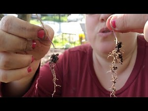 How to transplant, separate seedlings when you sowed too many in 1 container.