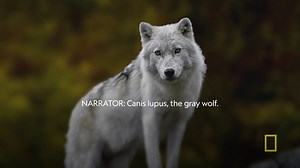 9K views · 372 reactions | Gray wolves are relentless hunters, but why would they attack a human? #SomethingBitMe | National Geographic Animals | Facebook