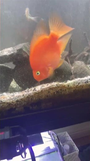 55 gallon tank after a water change