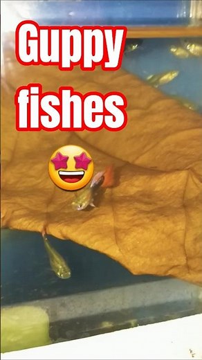 Guppy fishes in aquarium/guppies😍🤩.