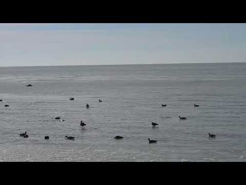 Trumpeter Swans on Icy Lake Huron (Goderich, ON) #watersounds #lakehuron #greatlakes #goderich