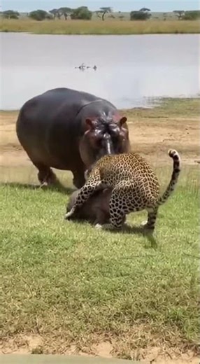 Hippo Catches Leopard Mid Attack… Then Launches It Into the Lake! 😳