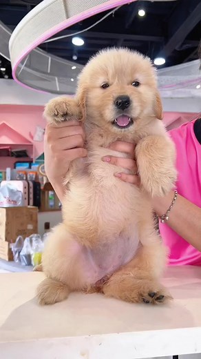 87K views · 2.6K reactions | Em ú nu ú nù  #mậtpet #mậtpetfamily #goldenretriever #boxstudio #reelvn | Sếp Mai - Mật Pet | Facebook