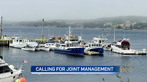 Cod processing begins in the province - NTV