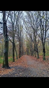 Rainy autumn walk with our dog MAX (right around the corner from our home). | Peet Warmerdam