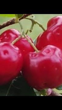 ÉPOCA de FRUTIFICAÇÃO da ACEROLA, A CEREJA do BRASIL! 🇧🇷🍒