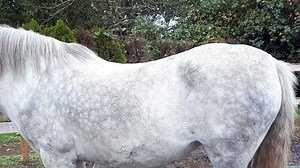 Teach Your Horse Crunches (Ab training for horses)