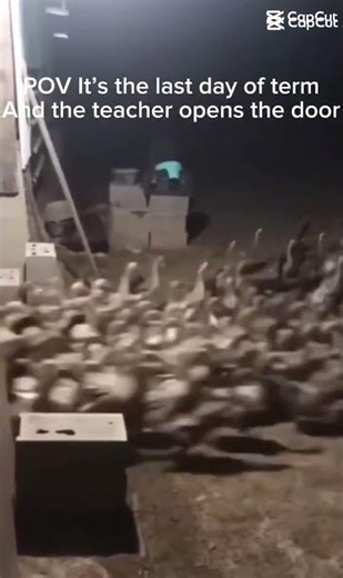 last day of term meme #funny #school #schoolmemes #stuff