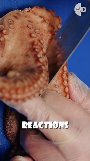 Do Octopuses Feel Pain? The Science Explained
