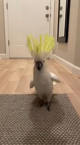 party time..😻 #parrotlover #talkingparrot #ParrotComedy | Pets Paradise