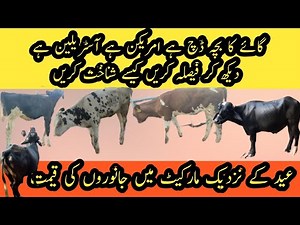 Price of animals II cow Vs buffalo bull II How to differentiate Australian, American and Dutch calf