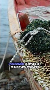 Ocean Life Conservation 🌊 | Protecting Earth’s Blue Planet (Nature Documentary)