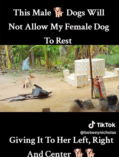 Understanding Dog Mating Behavior and Insights