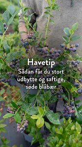 Mange drømmer om at dyrke blåbær i haven, og det er faktisk ret let at få succes, hvis man sætter sig ind i deres behov! 🫐 De mest populære blåbærplanter i danske haver er den amerikanske blåbær som har hvidt frugtkød og kan vokse sig over 1 meter høj. Det skyldes at det er den type, som er lettest at få succes med. ... Og lige nu kan du få en for KUN 49 kr.! Før 109 kr. (spar 60.-) Jordtypen er utroligt vigtig, og da blåbærrene er en surbundsplante, kræver de naturligvis sur jord for at trives