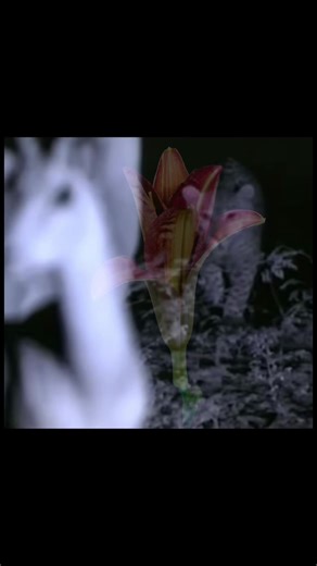 Exploring Beautiful Places with Stunning Flowers