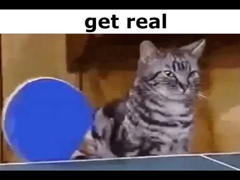 get real cats meme 10 hours