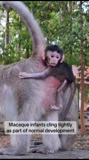Macaque Infants: Survival Through Clinging Reflexes