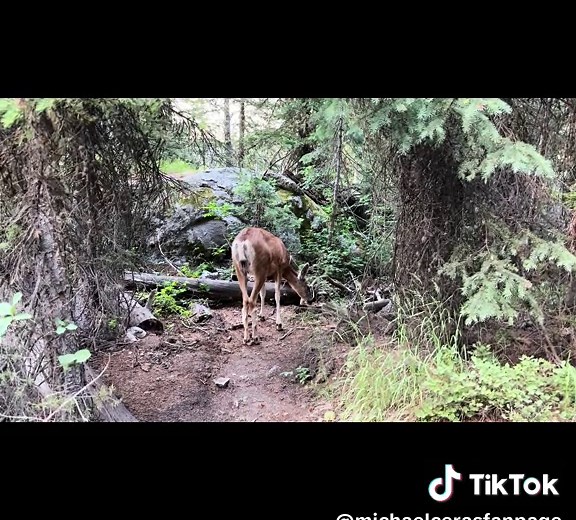 Lorde's Inspirational Performance Clips
