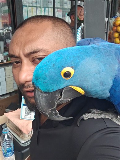 #hyacinthmacaw hyacinth macaw.. #arunexoticpets #arunexoticpetssupply #learnsomethingneweveryday