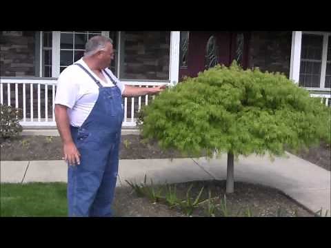 Waterfall Japanese Maple (Laceleaf Weeping Tree for Stunning Landscapes)