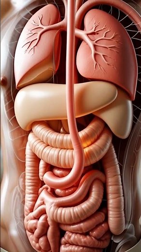 How Watermelon Travels Through Your Body | 3D Digestive Animation