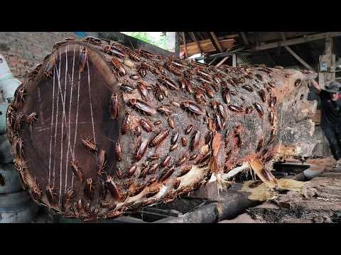 Industrial Lumber Mill Cutting Giant Logs
