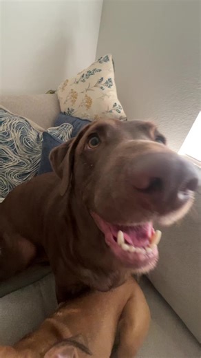 #choclatelabs #love | Lab Puppies