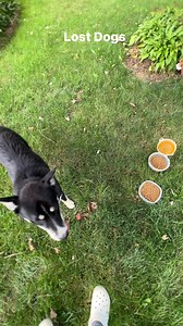 10K views · 793 reactions | I can’t stand when people abandon their pets! | Huff Paranormal | Facebook