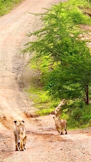 Intense Predator Prey Chase Life Death #animals