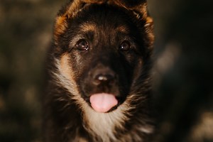 Why does your dog stick out their tongue? Vets explain the ‘blep’