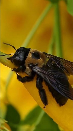 Carpenter Bees rob nectar from Yellow Bells, Honey Bee joins in