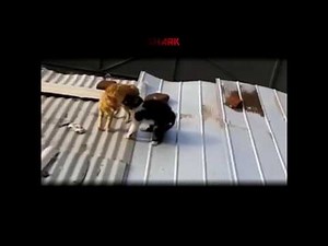 Ghetto Cats Fight Over Harambe (Funny Voiceover)