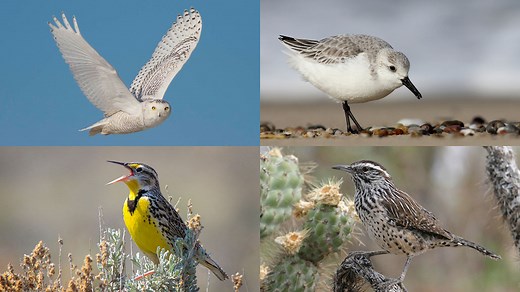 We’ve lost 3 billion birds since 1970 in North America