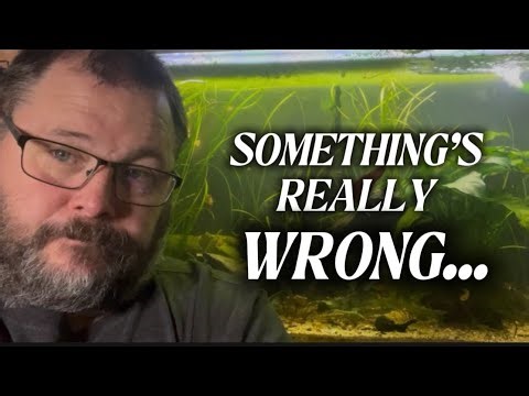 Do I Have Fish TB In My Tank? What I Think Happened…