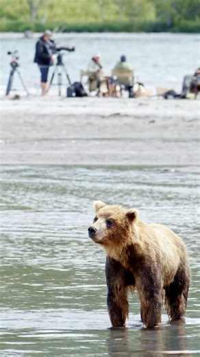 Nobody Comes Here! #exploremore #wildlife #documentary #russia