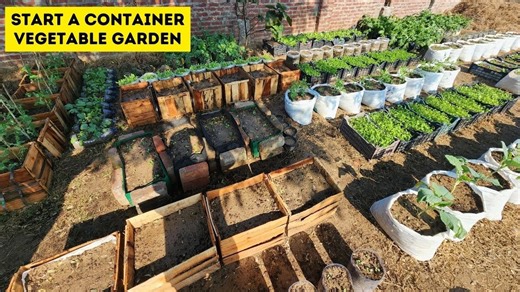How to Start a Container Vegetable Garden: 4 Important Steps