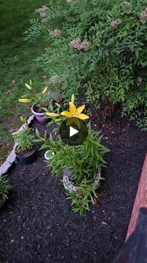 Lilium lancifolium, also known as the tiger lily, is a bulb plant native to Asia with vibrant orange, yellow flowers and dark spots. It can grow up to 5 ft tall and has unbranched, purple-black stems… | Rev. Dr. Antonio Arnold DD, MDiv MRE MA, BIS, CBE, CDM, CAI