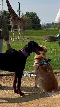 My Dogs Meet Wild Zoo Animals!