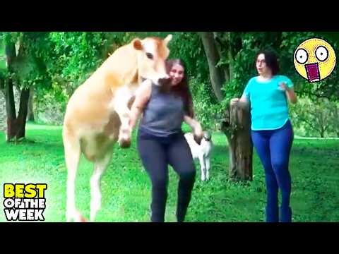 TRY NOT TO LAUGH |😂😁 TOP 100 FUNNIEST VIDEOS EVER - FAILS, PRANKS & MEMES #09
