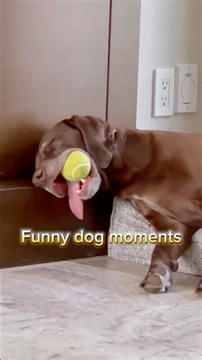 Funny dog fails #dogs #labrador #funnyvideo