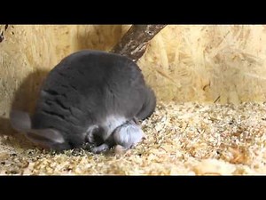 Chinchilla birth