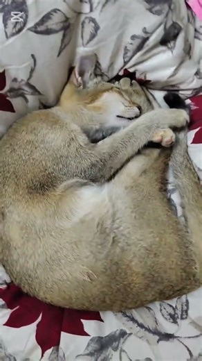 #cute #kitten #cat #viral #youtubeshorts #viralvideo