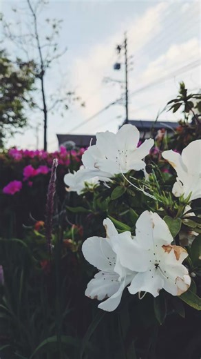 #ファインダー越しの大府の世界 #愛知県 #大府市