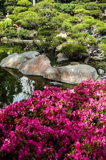 Azaleas, Earl Burns Miller Japanese Garden, CSULB, Long Beach, California